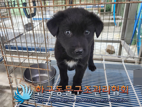 한국동물구조관리협회_441406202302042